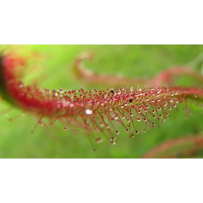Rosička červená Giftberg - Drosera capensis - semená rosičky - 15 ks