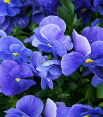Fialka Carneval F1 Azure - Viola x wittrockiana - semená fialky - 20 ks