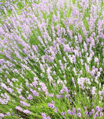 Levanduľa lekárska ružová ŠPECIÁL - Lavandula angustifolia - semená levandule - 15 ks