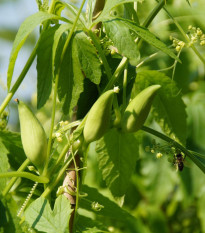 Ačokča - Cyclanthera pedata - semená ačokči - 6 ks