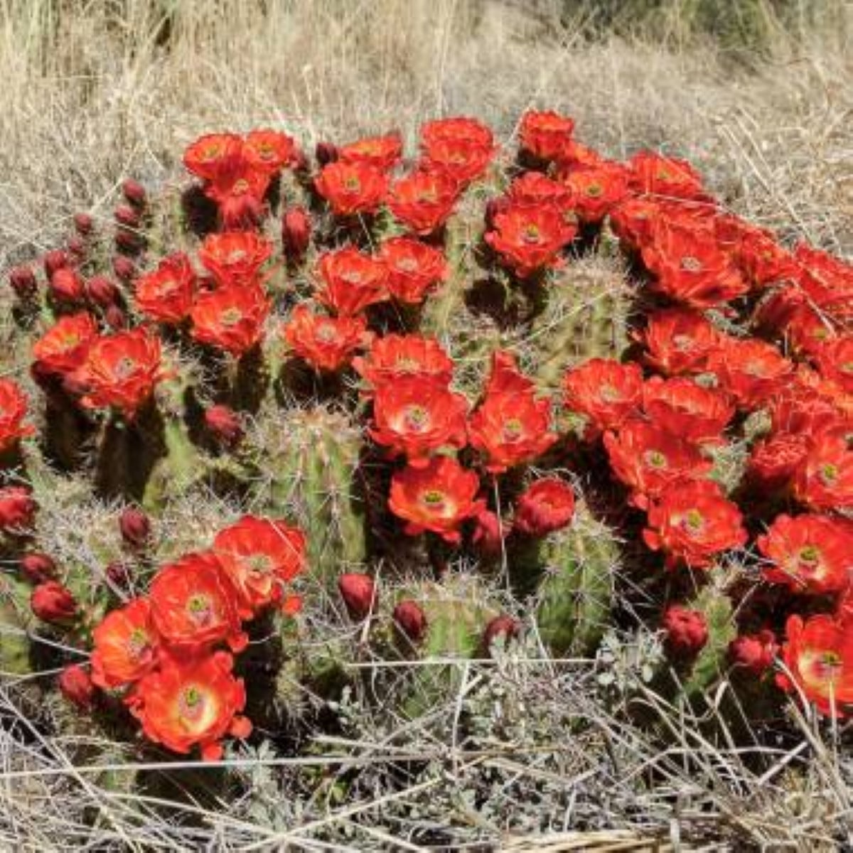 Kaktus šarlátový Golden Rainbow Hedgehog - Echinocereus coccineus - semená kaktusu - 8 ks