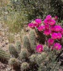 Kaktus Bonkerov - Echinocereus bonkerae - semená kaktusu - 8 ks