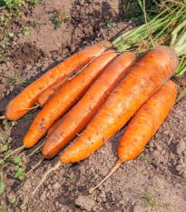 BIO Mrkva Berlicum - Daucus carota - bio semená mrkvy - 200 ks