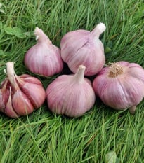 Sadbový cesnak Skalka - Allium sativum - paličák - cibuľa cesnaku - 1 balenie