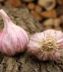 Sadbový cesnak Slavin II - Allium sativum - paličiak - 1 balenie