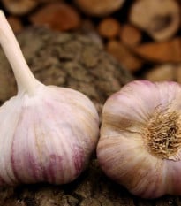Sadbový cesnak Vekan - paličiak - Allium sativum - 1 balenie