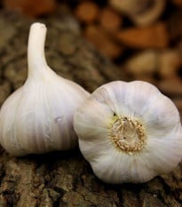 Sadbový cesnak Bjetin - Allium sativum - ozimný paličiak - cibuľa cesnaku - 1 balenie