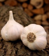 Sadbový cesnak Lukan - Allium sativum - nepaličiak - cibuľa cesnaku - 1 balenie
