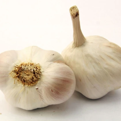 Sadbový cesnak Japo II - Allium sativum - nepaličiak - cibuľa cesnaku - 1 balenie