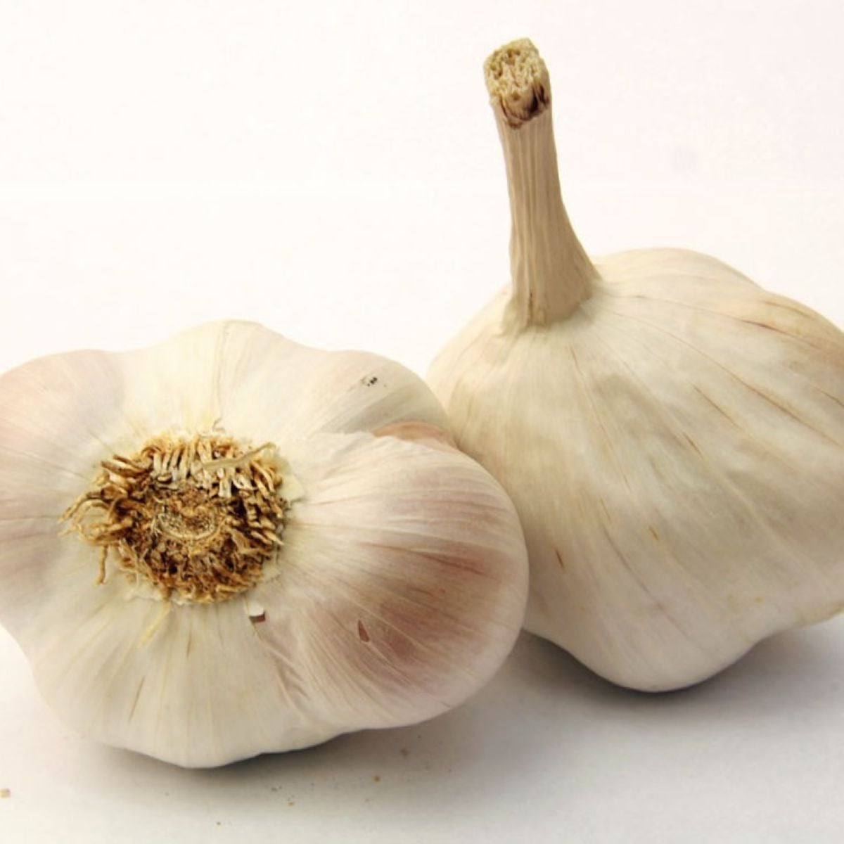 Sadbový cesnak Japo II - Allium sativum - nepaličiak - cibuľa cesnaku - 1 balenie