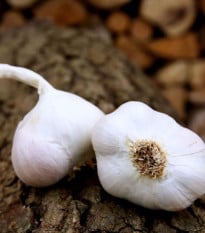 Sadbový cesnak Japo II - Allium sativum - nepaličiak - cibuľa cesnaku - 1 balenie