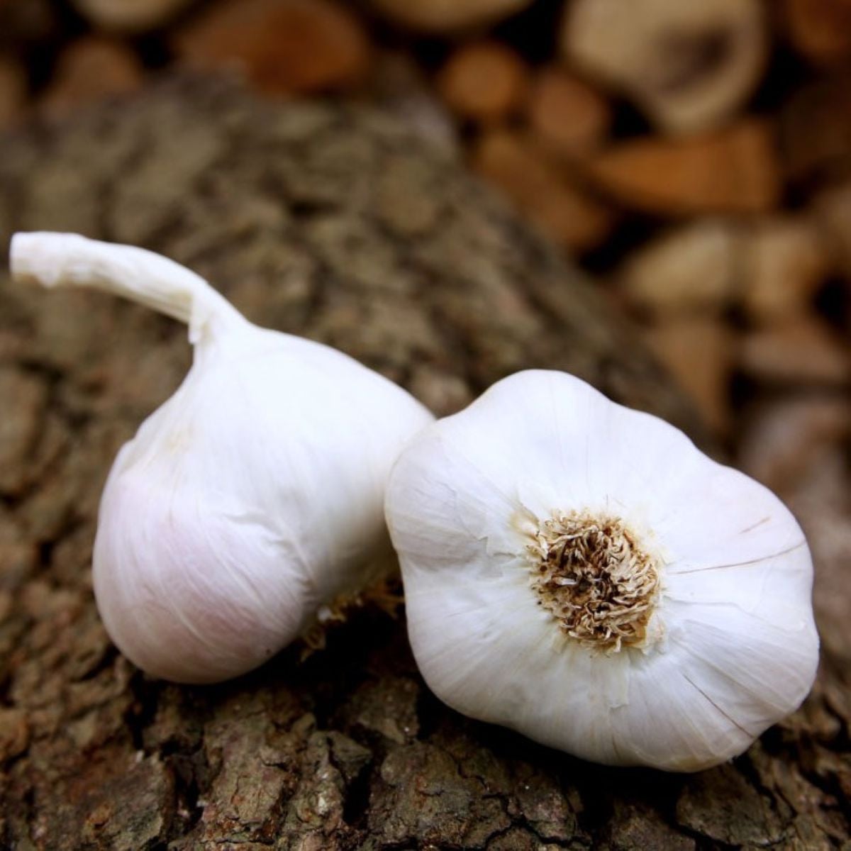 Sadbový cesnak Japo II - Allium sativum - nepaličiak - cibuľa cesnaku - 1 balenie