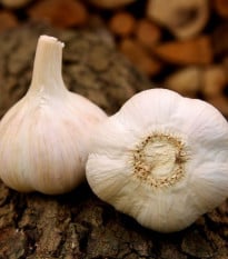 Sadbový cesnak Havel - Allium sativum - paličiak - 1 balenie