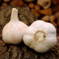 Sadbový cesnak Havel - Allium sativum - paličiak - 1 balenie