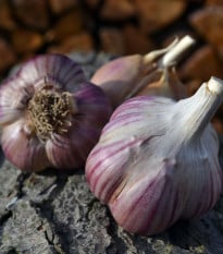 Sadbový cesnak Janko - Allium sativum - paličiak - 1 balenie