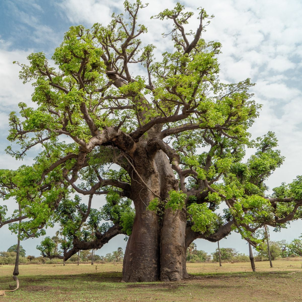 Baobab africký - Adansonia digitata - semená baobabu - 6 ks