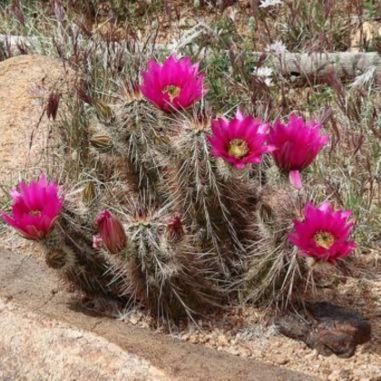 Kaktus Engelmannov Hedgehog - Echinocereus engelmannii - semená kaktusu - 8 ks