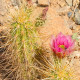Kaktus Engelmannov Hedgehog - Echinocereus engelmannii - semená kaktusu - 8 ks