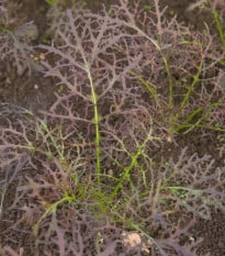 Horčica červená Red Frills - Brassica juncea - semená horčice - 300 ks