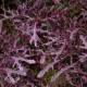 BIO Horčica Moutarde Rouge Metis - Brassica juncea - bio semená horčice - 100 ks