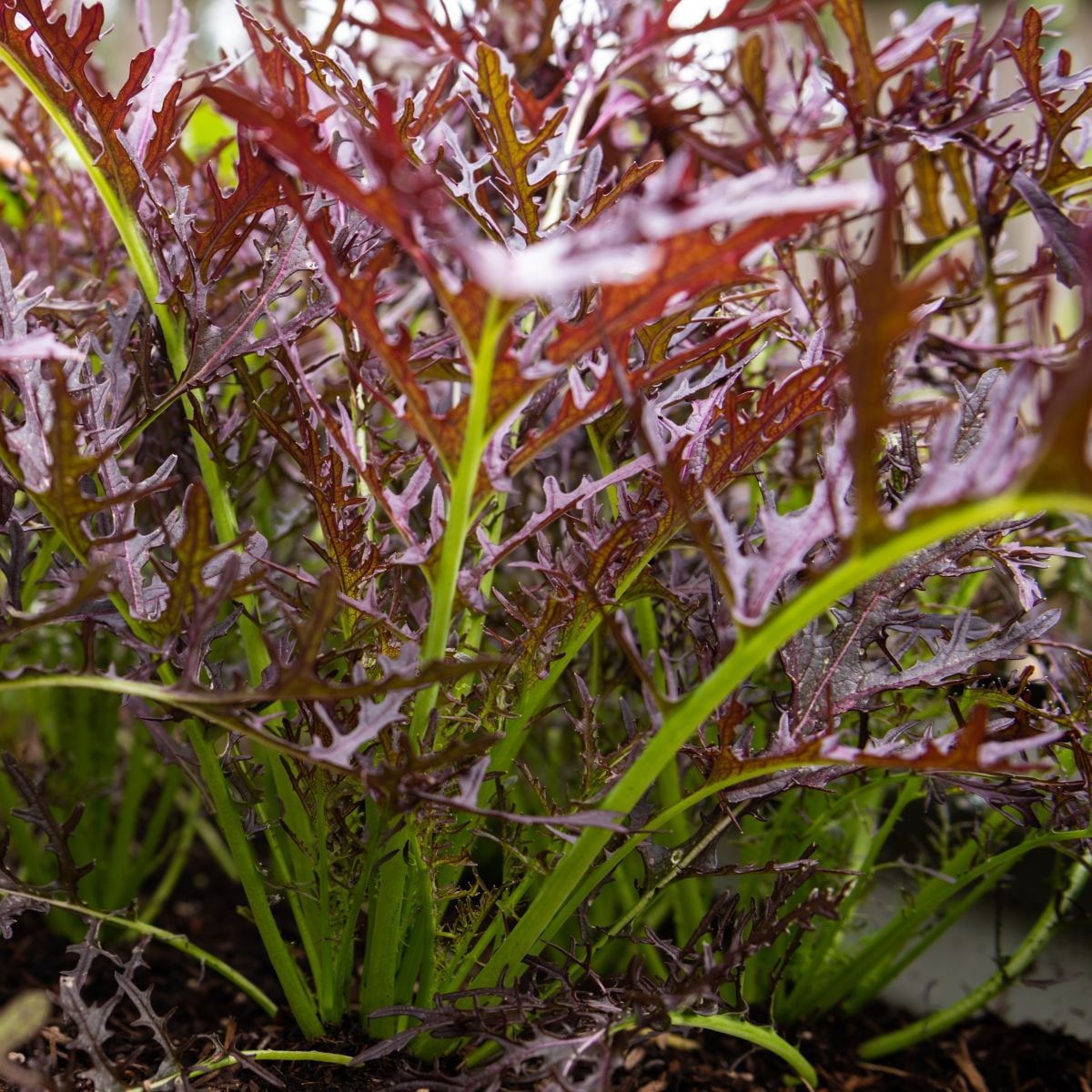 BIO Horčica Moutarde Rouge Metis - Brassica juncea - bio semená horčice - 100 ks