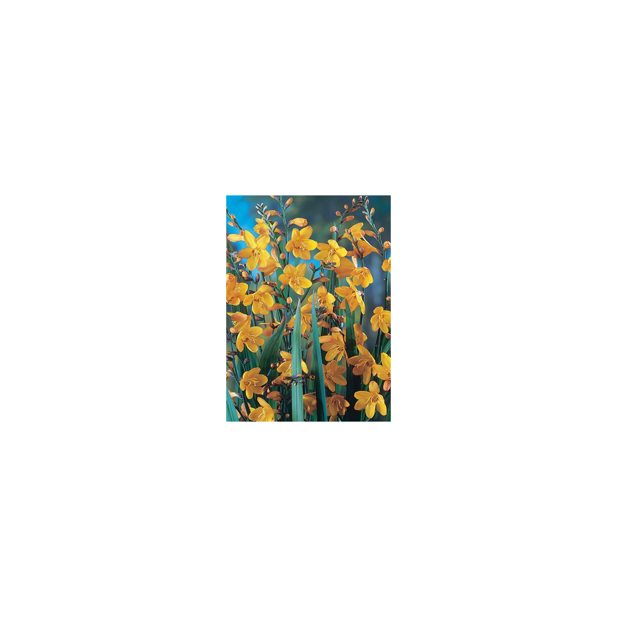Montbrécia George Davidson žltá - Crocosmia - hľuzy montbrécie - 4 ks