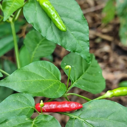 BIO Chilli Piri Piri – Capsicum frutescens – bio semená chilli