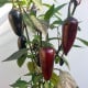 BIO Chilli Jalapeno Purple – Capsicum annuum – bio semená