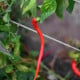 Semená čili papričiek – BIO Chilli Corbaci – Capsicum annuum