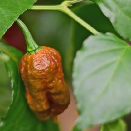 BIO Chilli Carolina Reaper Caramel – semená čili