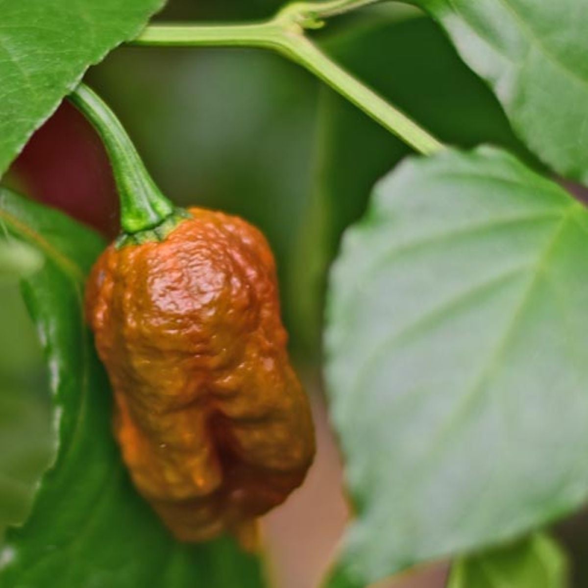 BIO Chilli Carolina Reaper Caramel – semená čili