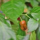 BIO Chilli Carolina Reaper Caramel – semená čili
