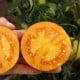 BIO Paradajka Mandaline kolíková - semená paradajky