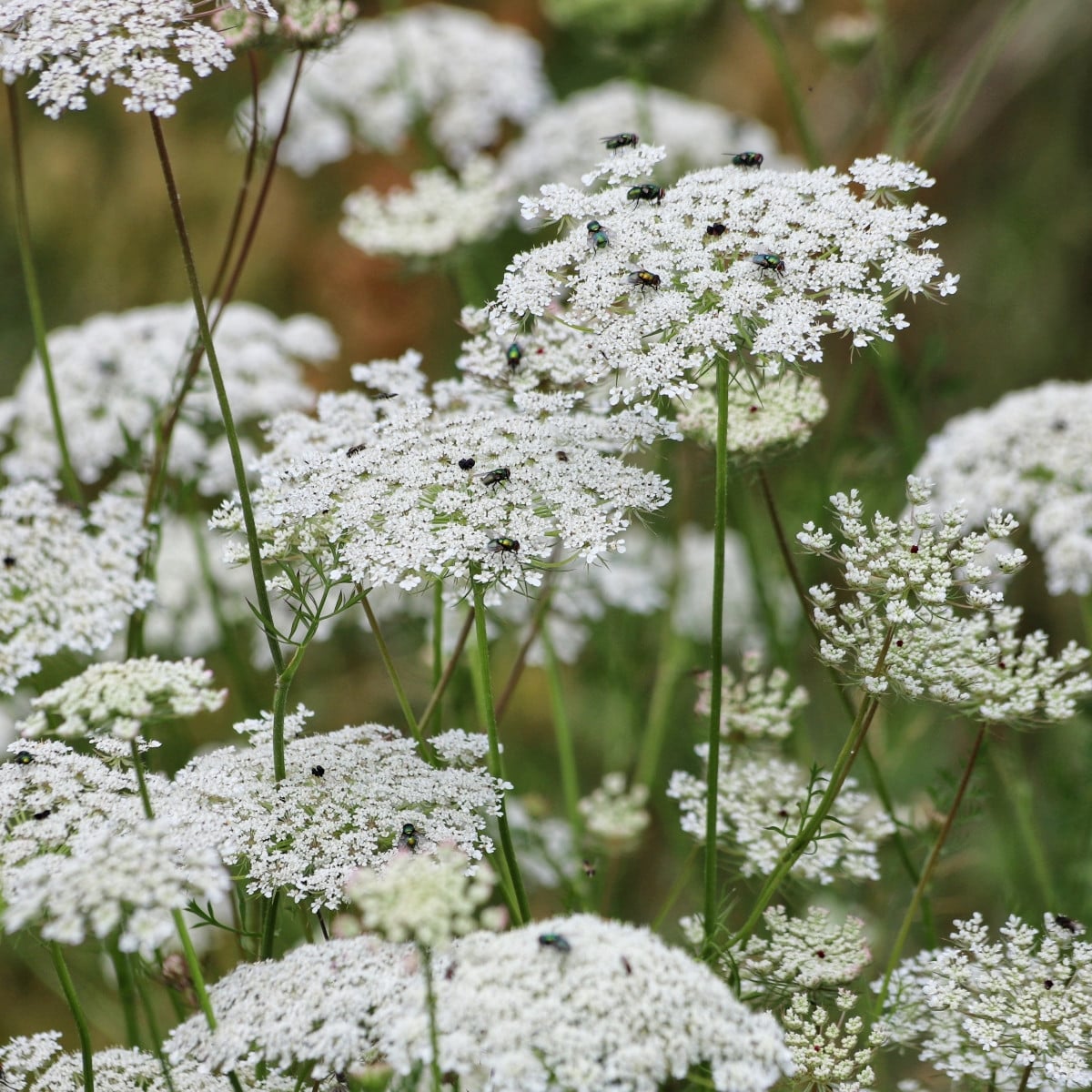 Pakmín väčší – Queen of Africa – Ammi majus – semená