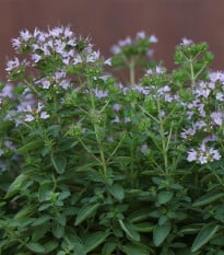 BIO Majorán – Origanum majorana – semená majoránu