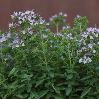 BIO Majorán – Origanum majorana – semená majoránu
