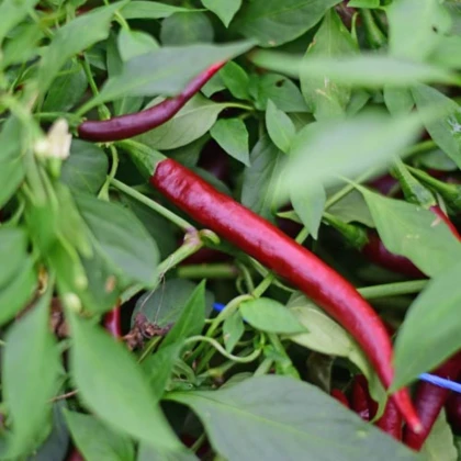 BIO chilli Cayenne Chocolate – semená chilli 8 ks | Semena.cz