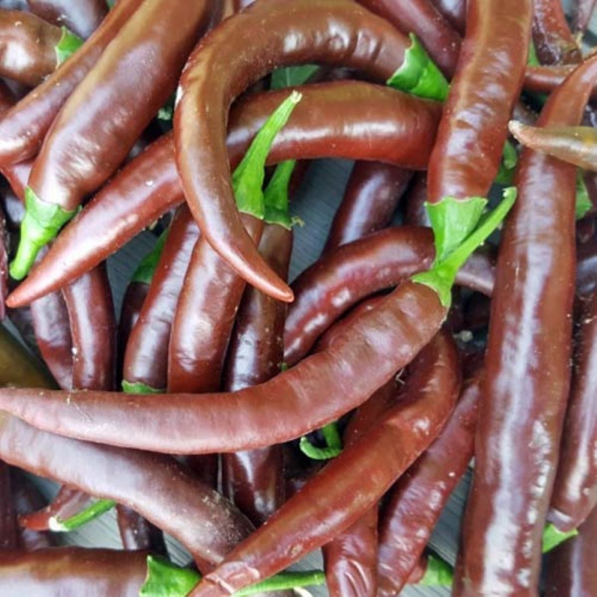 BIO chilli Cayenne Chocolate – semená chilli 8 ks | Semena.cz