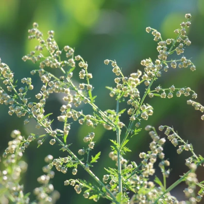 BIO Palina ročná – Artemisia annua – bio semená paliny