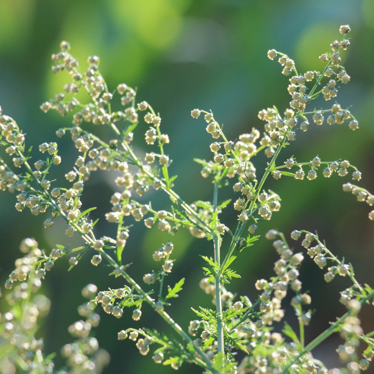 BIO Palina ročná – Artemisia annua – bio semená paliny
