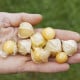 Machovka nízka Dulceria – Physalis pruinosa – semená