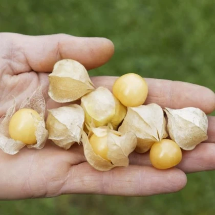 Machovka nízka Dulceria – Physalis pruinosa – semená