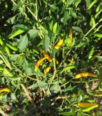 Chilli Sipka Zitronen – Capsicum annuum – semená čili