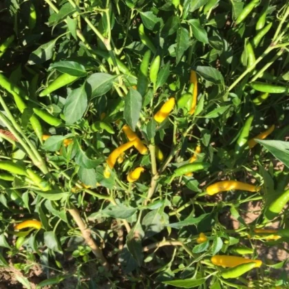 Chilli Sipka Zitronen – Capsicum annuum – semená čili
