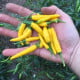 Chilli Sipka Zitronen – Capsicum annuum – semená čili
