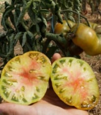Rajčiak Ananori – ananásový – Solanum lycopersicum – semená