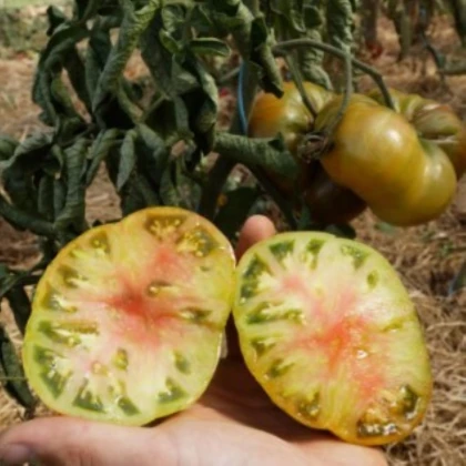 Rajčiak Ananori – ananásový – Solanum lycopersicum – semená