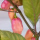 BIO Chilli Fidalgo Roxa – semená Capsicum chinense