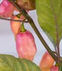 BIO Chilli Fidalgo Roxa – semená Capsicum chinense