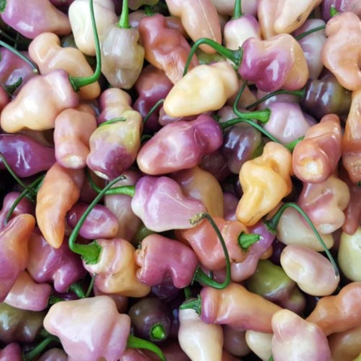 BIO Chilli Fidalgo Roxa – semená Capsicum chinense